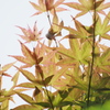 紅葉から新緑へ