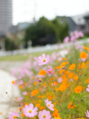 大栗川にて