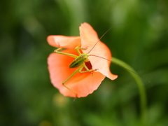 花と虫