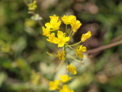 菜の花１