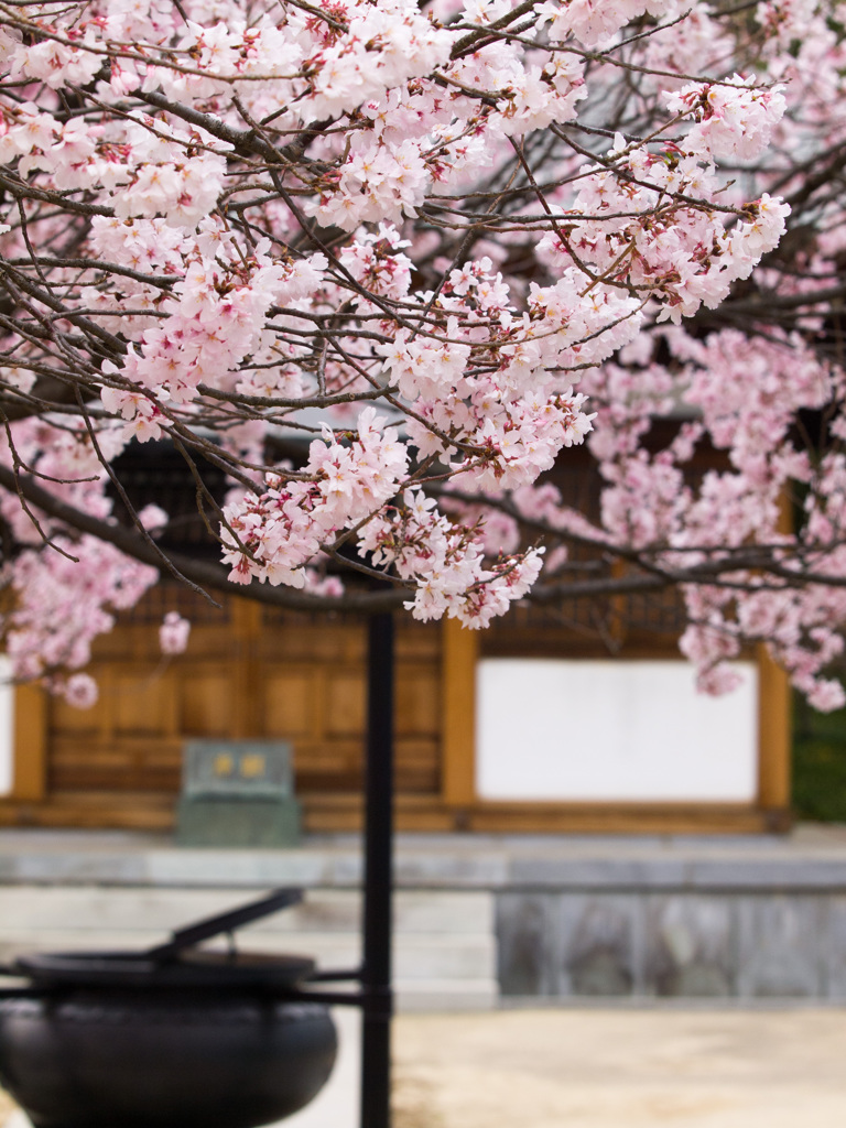 吉祥院の桜
