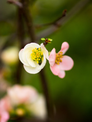 春の花