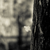 Autumn Leaves