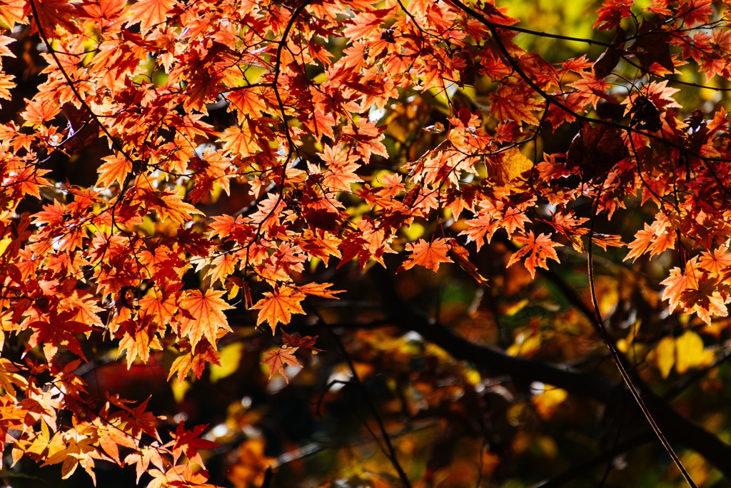 雲取山縦走（紅葉）