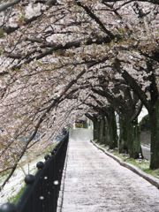 桜吹雪