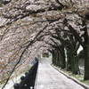 桜吹雪