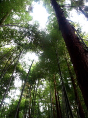 竹やぶ