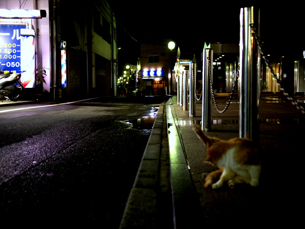 夜、猫一匹