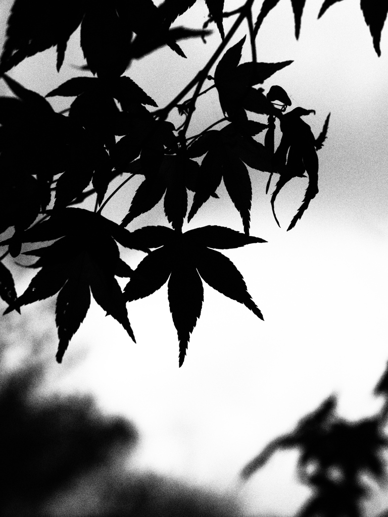 モノクロの紅葉