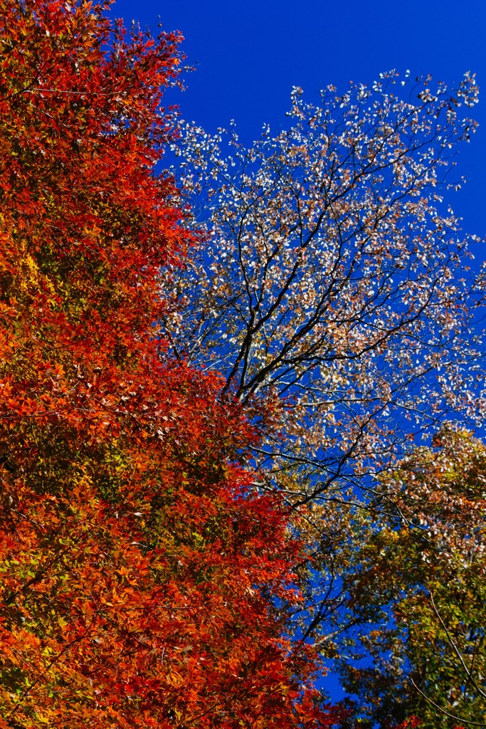 雲取山縦走（紅葉）