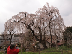 枝垂れ桜