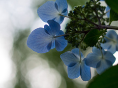 紫陽花