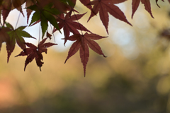 紅葉