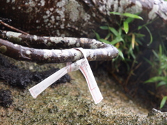 願い