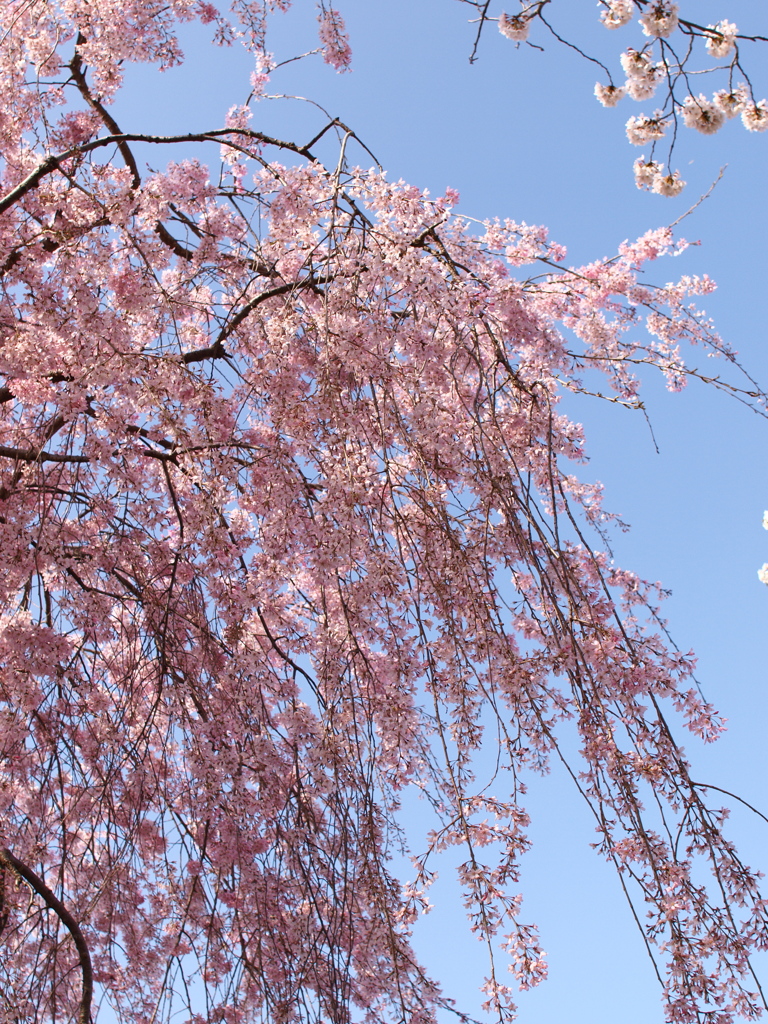 枝垂れ桜