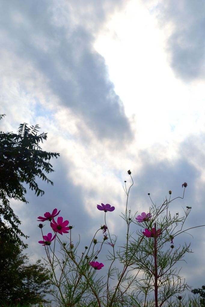 薄曇の秋桜