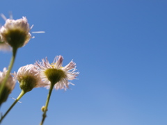 花と青空