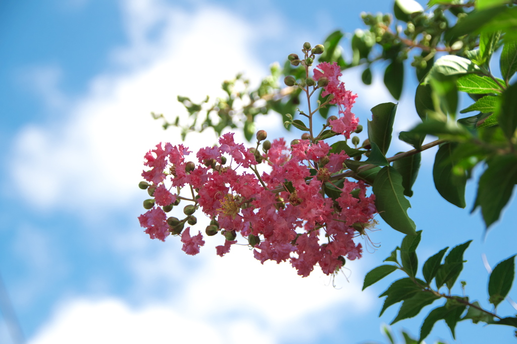 空の青さと百日紅