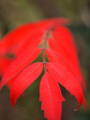 紅葉　2011_02