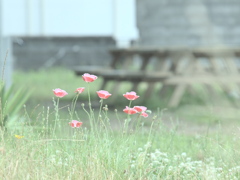 ひと休みの風景