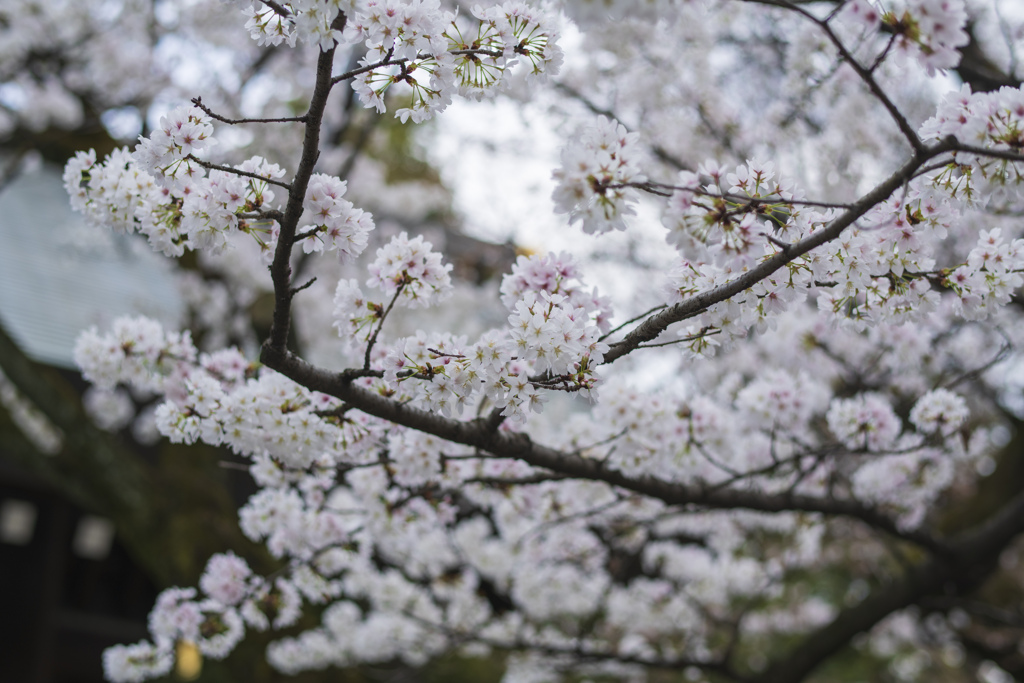 桜