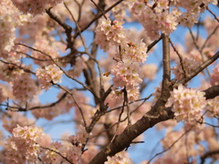 浅川の早咲き桜３