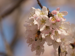 浅川の早咲き桜４