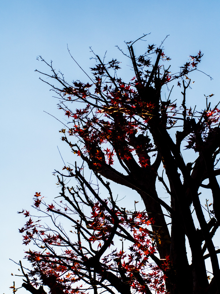 初冬の紅葉