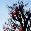 初冬の紅葉