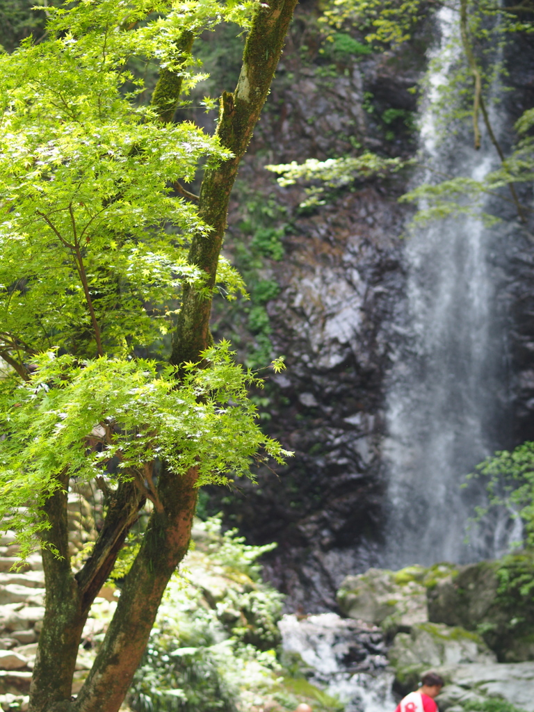 新緑の楓と払沢の滝と
