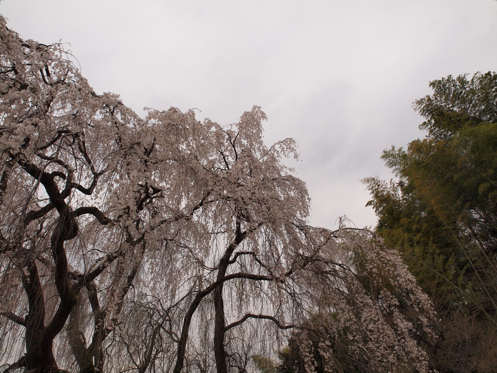 枝垂れ桜