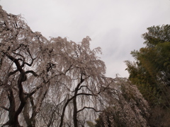 枝垂れ桜