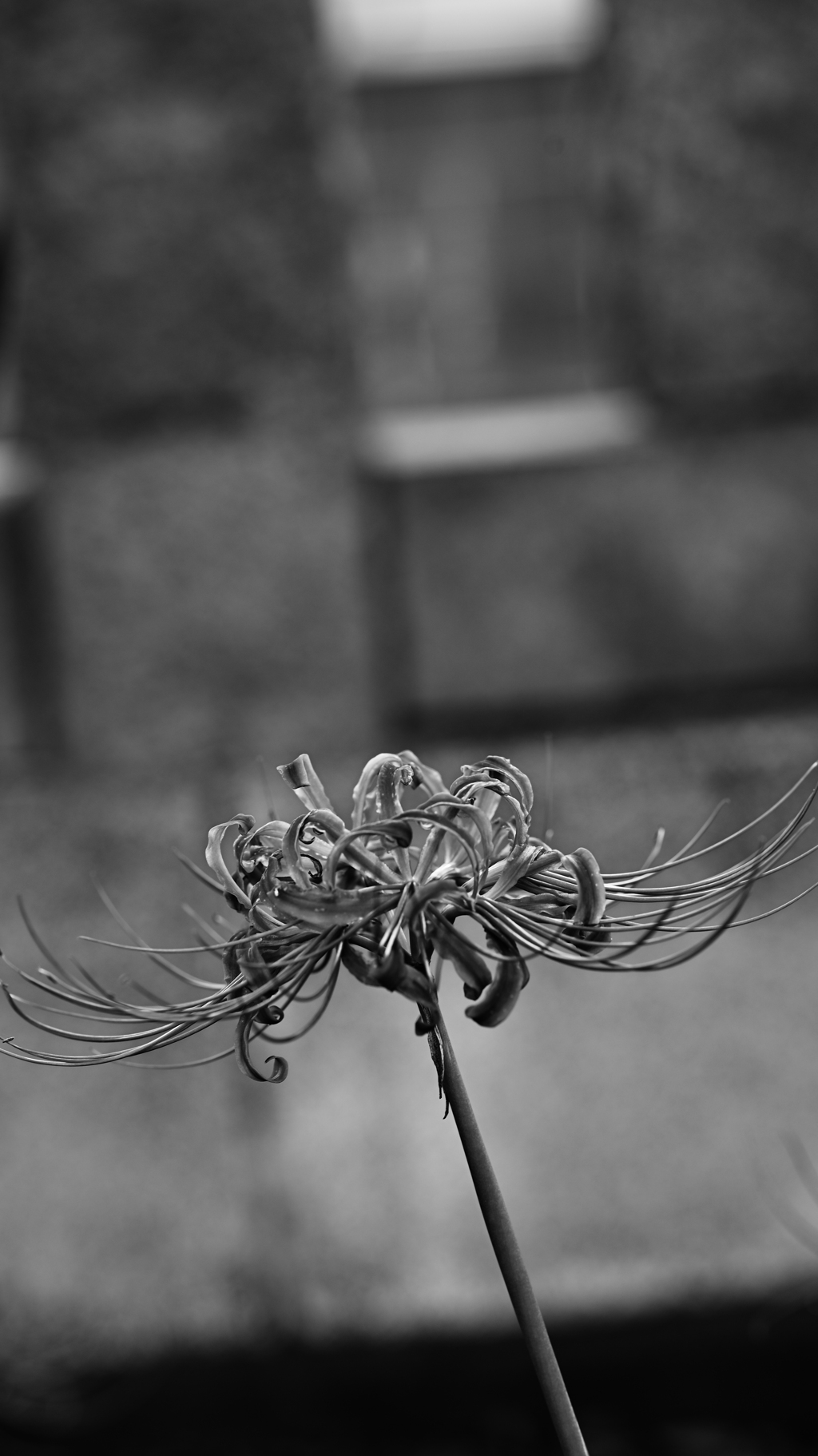 彼岸花