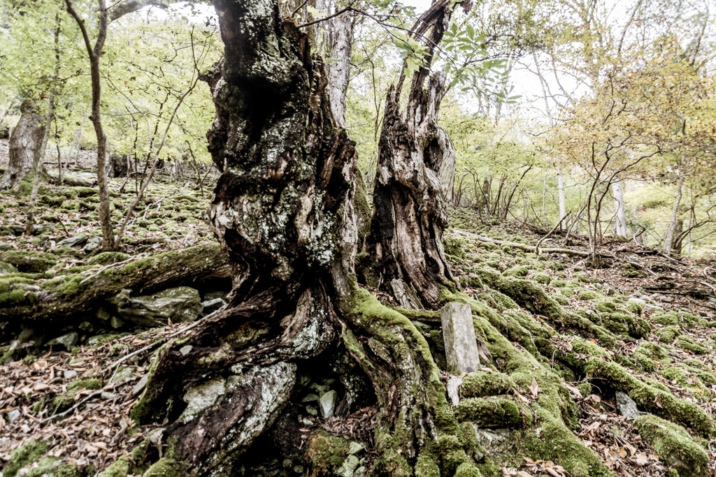 雲取山縦走（三峯神社参道にて）