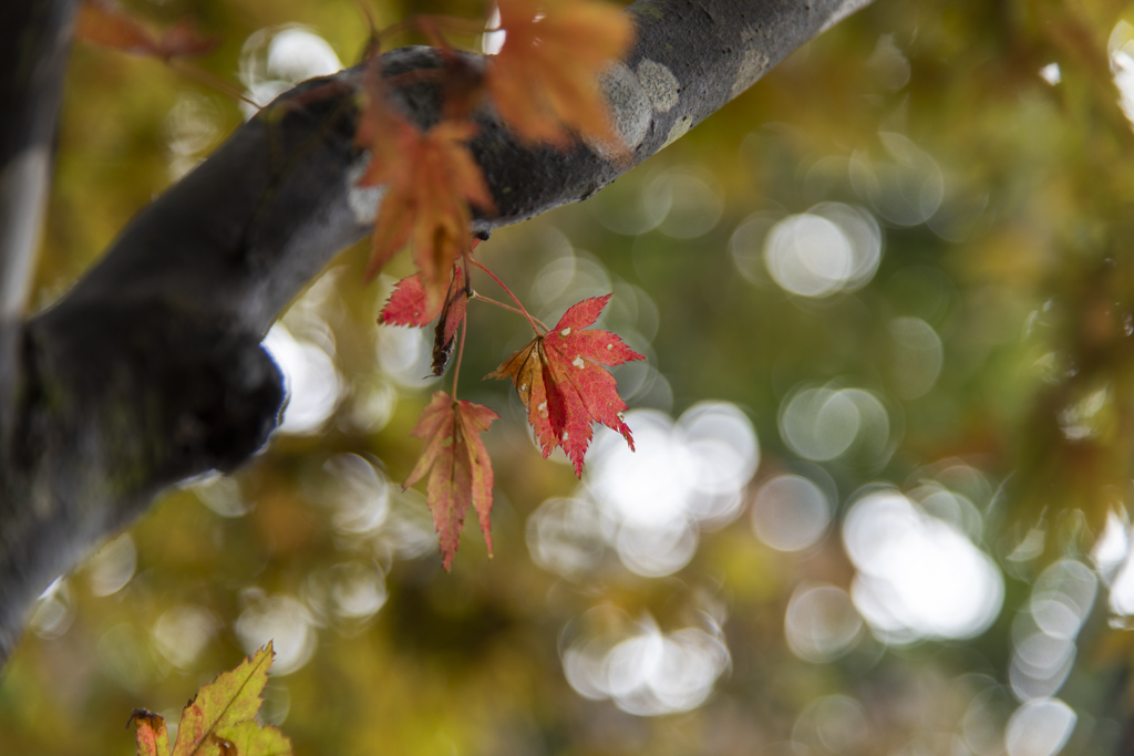 紅葉近し