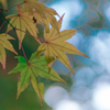 Autumn Leaves