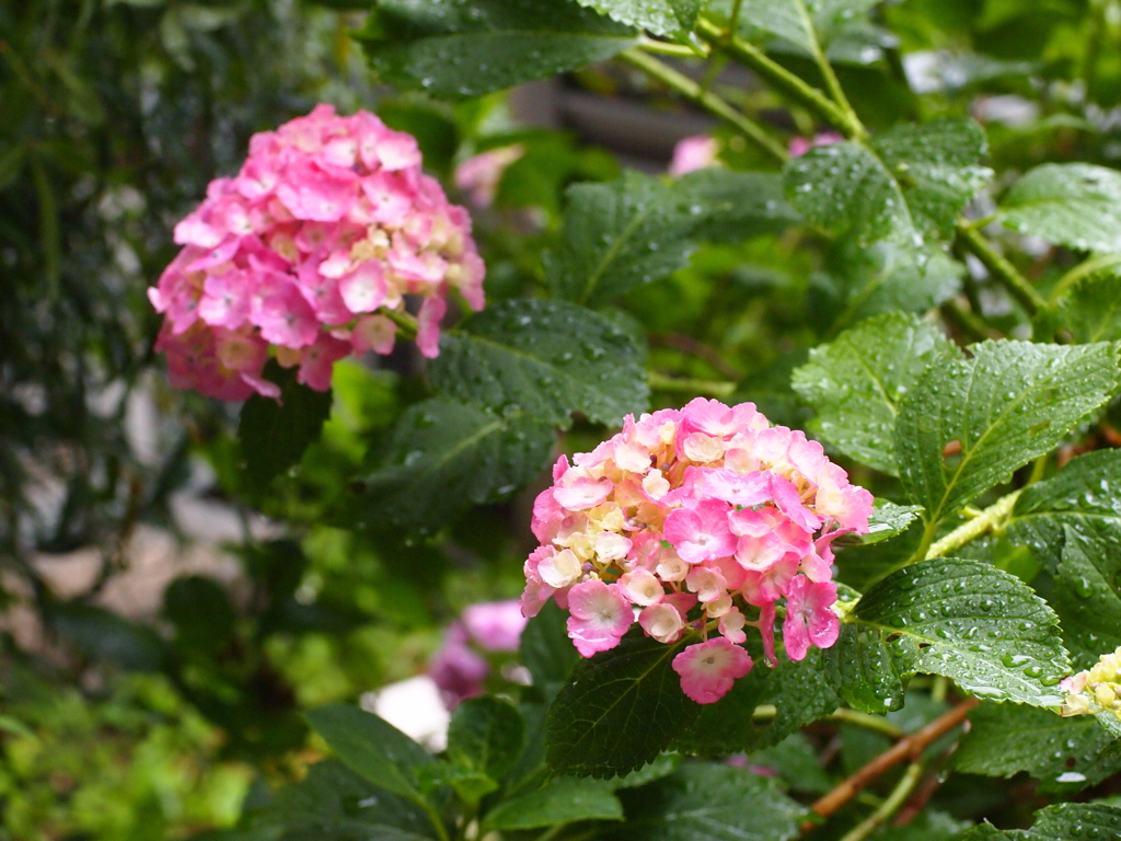 雨、紫陽花