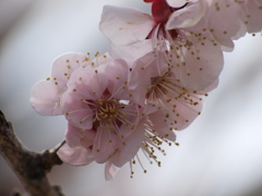 桜？梅？