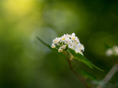 景信山の花