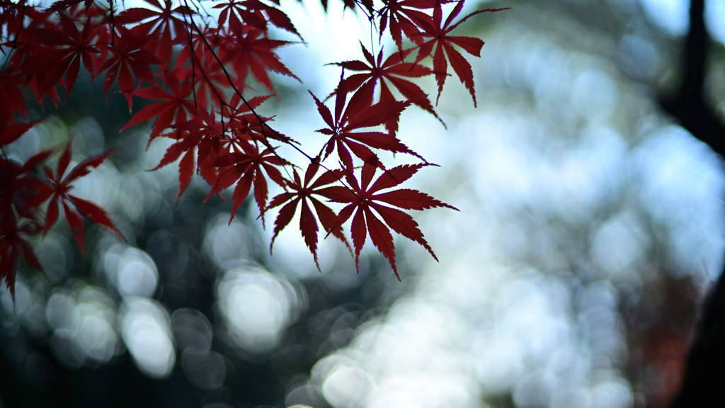 紅葉