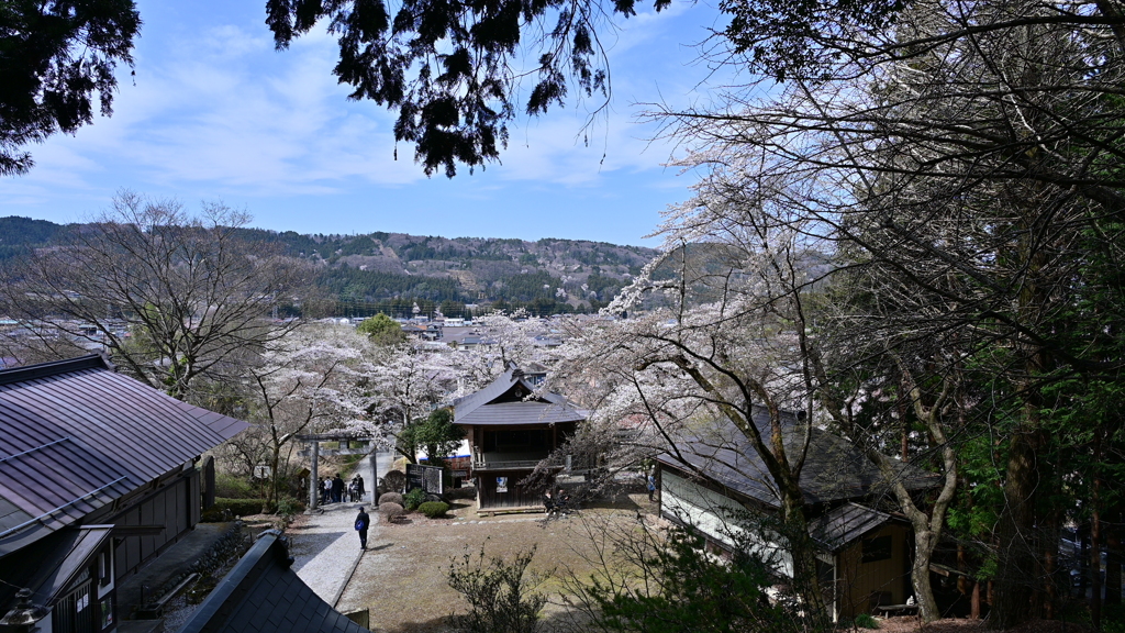 桜の咲く季節