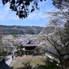 桜の咲く季節