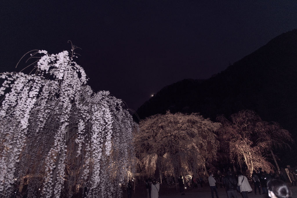 夜桜