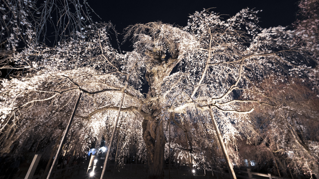 清雲寺のしだれ桜