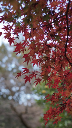 近所の紅葉
