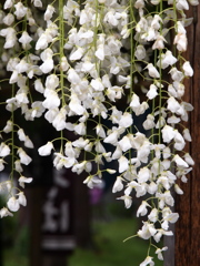 藤の花