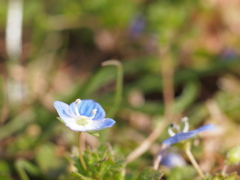 足元に咲く小さな花