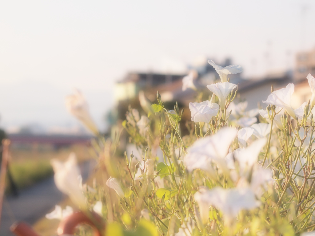 やさしい夕日