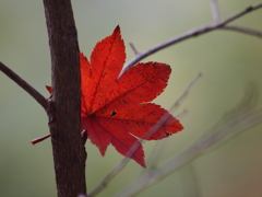 紅葉　2011_05