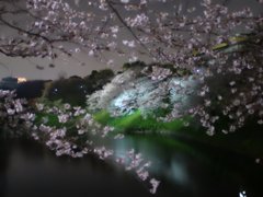 夜桜１